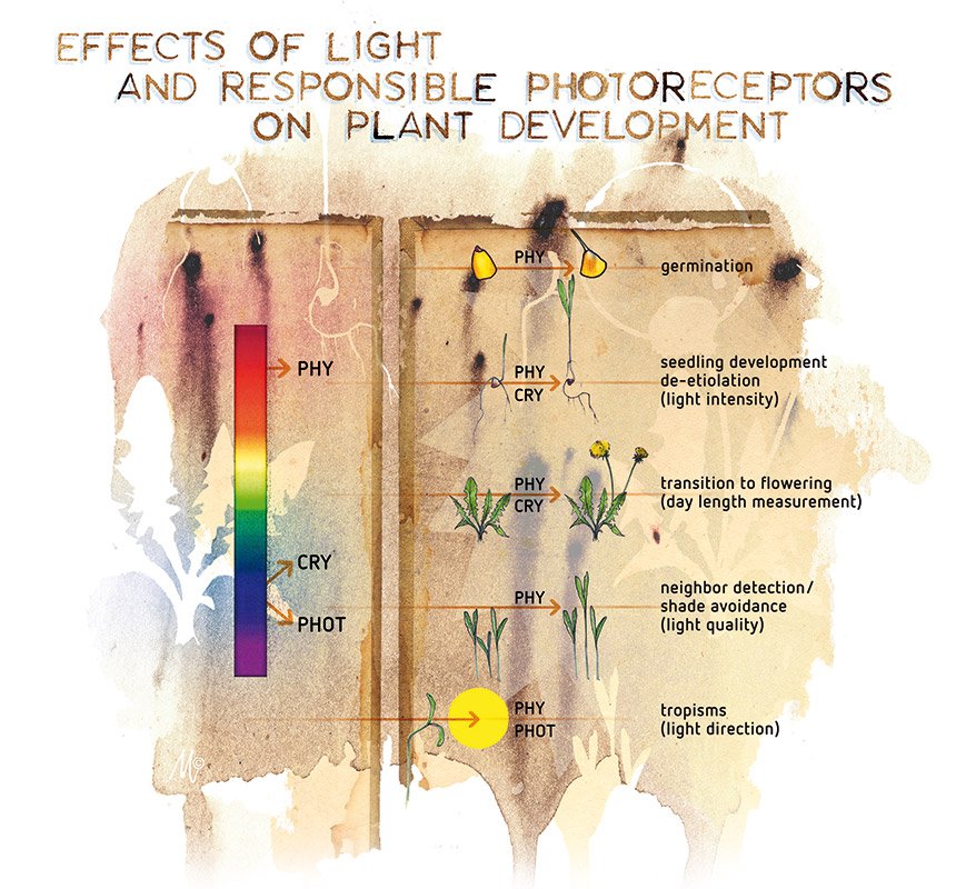 effect-licht-plant-ontwikkeling.jpg