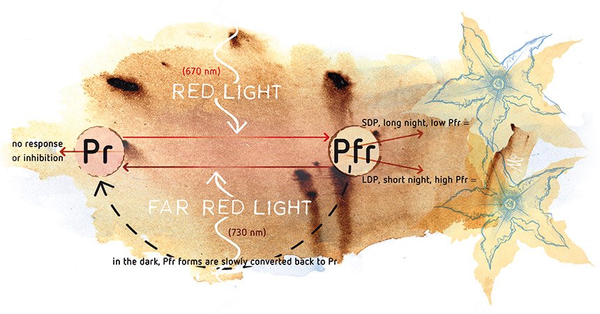 rood-verrood-lichtverhouding.jpg
